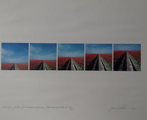 Ger Dekkers - tulip-fields, ditch and horizon Noordoostpolder 95/200 kopen? Bied vanaf 50!