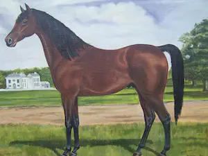 Henri Busy - Paarden Portret kopen? Bied vanaf 70!