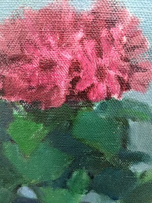 Nico van Bekkum - Gineraria's kopen? Bied vanaf 10!