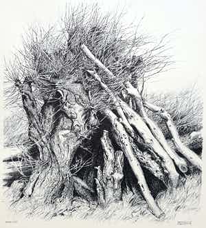 Patrick Creyghton - Wilg met boomstammen, litho verkocht voor € 50!