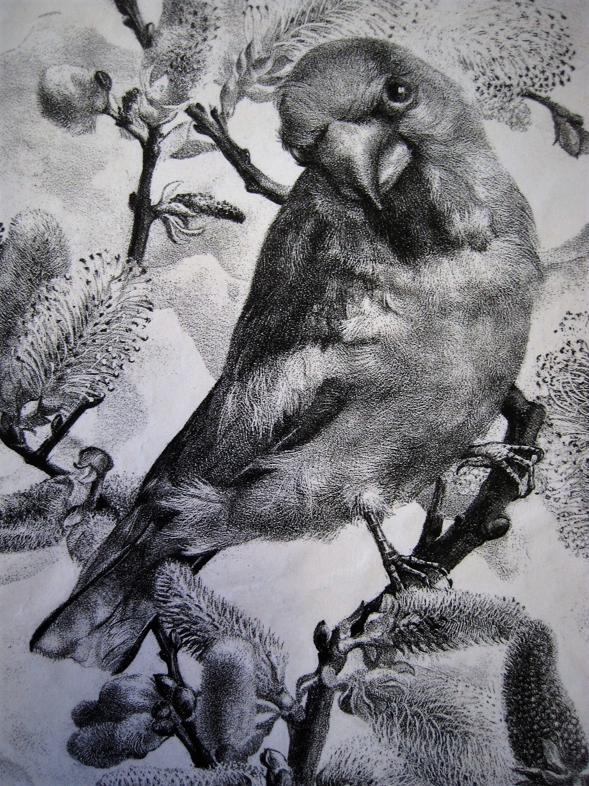 Aart van Dobbenburgh - Magnifiek Grafisch werk "Appelvink in bloesemboom" gesigneerd 1945 kopen? Bied vanaf 1!