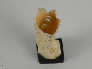 Niet of onleesbaar gesigneerd - Uit been gemaakt snijwerk - Bali - Indonesië kopen? Bied vanaf 1!