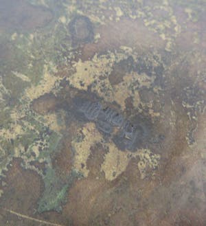 Niet of onleesbaar gesigneerd - Japanse 19e eeuwse Bronzen pot of kom op voeten- Meiji Periode kopen? Bied vanaf 10!