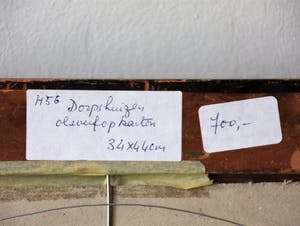 Hans Olsthoorn - Dorpshuizen kopen? Bied vanaf 150!
