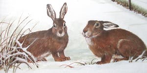 Ari Stolk - 2 hazen in de sneeuw kopen? Bied vanaf 65!