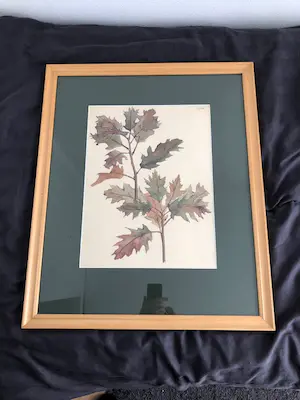 Gretha Pieck - studie van een eikenblad kopen? Bied vanaf 100!