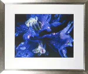 Bert Houweling - Foto, Iris 6 - Ingelijst kopen? Bied vanaf 1!