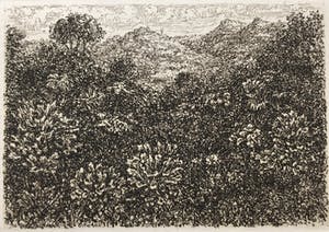 Simon Koene - Tropisch oerwoud kopen? Bied vanaf 15!