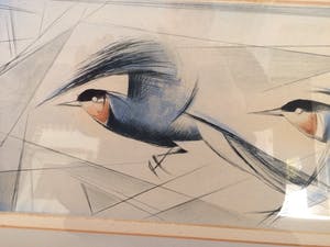 Nicolaas Rin - Vogelvlucht kopen? Bied vanaf 45!