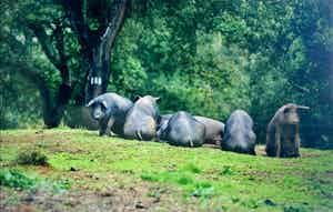 Cees Hageman - Foto, Varkens (Zeer Groot!) verkocht voor € 150!