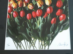 Paul Huf - Foto , Flowers : Gemengde Tulpen – gesigneerd & ingelijst - 1984 kopen? Bied vanaf 1!