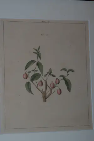 Johann Hermann Knoop - Cornoelje kopen? Bied vanaf 40!