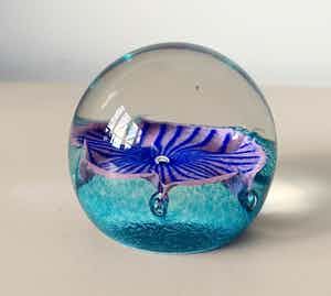 Niet of onleesbaar gesigneerd - Caithness Schotland - Glazen presse papier Petunias verkocht voor € 1!