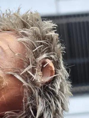 Curiosa - Mecki Steiff egel vintage speelgoed antiek 50s kopen? Bied vanaf 10!