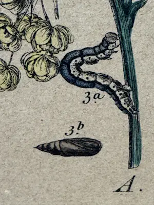 Rie Cramer - botanische vlinders prent kopen? Bied vanaf 25!