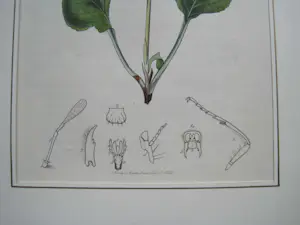 John Curtis - "Yellow-margined Sawfly" kopen? Bied vanaf 1!