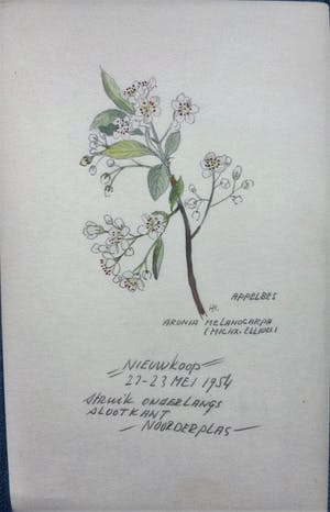 Han Krug - Botanische tekeningen/aquarellen jaren 40/50 kopen? Bied vanaf 45!
