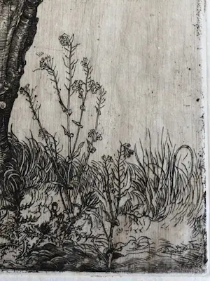 Pieter Dupont - Knotwilg kopen? Bied vanaf 50!