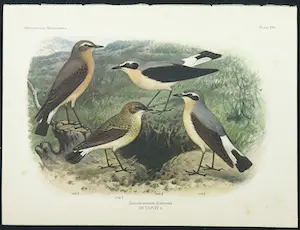 Eduard Daniël van Oort - Chromolitho, Lot van vier voorstellingen uit 'De Vogels van Nederland' kopen? Bied vanaf 1!