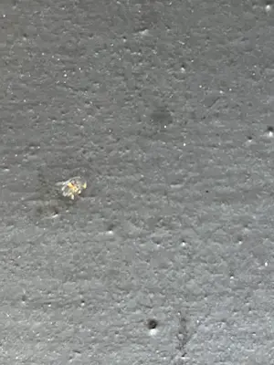 Rik van Bentum - BATTLE SCARRED WALL kopen? Bied vanaf 400!