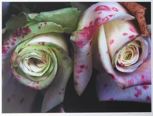 Bert Houweling - Foto, Rozen 4 - Ingelijst kopen? Bied vanaf 1!