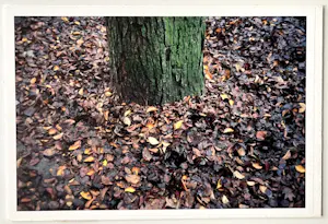 Elly Brethouwer - 'Boomstam met voet' kopen? Bied vanaf 1!