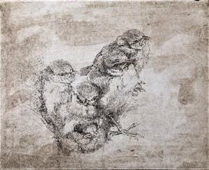 Simon Koene - Jonge mussen kopen? Bied vanaf 25!