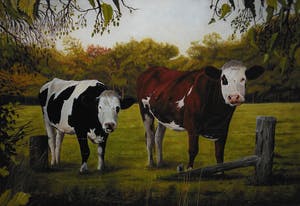 Jan Teunissen - Twee kalveren in weiland kopen? Bied vanaf 200!