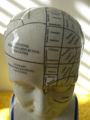 Curiosa - Phrenology head by L.N.Fowler kopen? Bied vanaf 50!