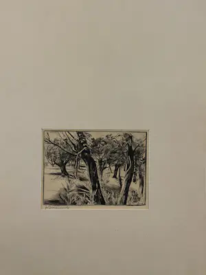 Theo Beerendonk - Knotwilgen kopen? Bied vanaf 40!