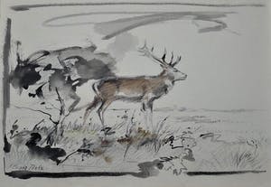 Floris Tiele - 7x diertekening van reeën kopen? Bied vanaf 39!