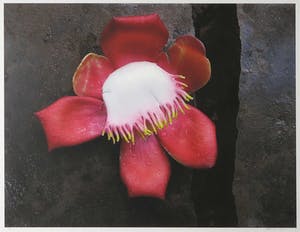 Mark Verdoes - Giclee, Buddhalove - RavijnRoos - Ingelijst kopen? Bied vanaf 1!