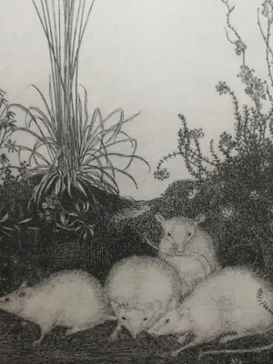 Jan Mankes - Witte muizen. Heliogravure. kopen? Bied vanaf 1!