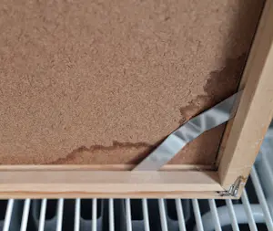 Maya Wildevuur - Klaprozen kopen? Bied vanaf 250!