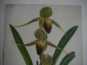 Pierre Joseph de Pannemaeker - Orchidee Paphiopedium Rothschildianum kopen? Bied vanaf 30!