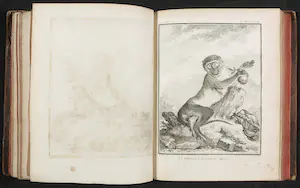 Georges-Louis Leclerc de Buffon - en Jacques de Seve - 14 delen van Histoire naturelle avec la description kopen? Bied vanaf 200!