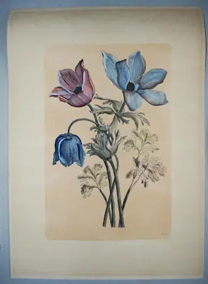Maria Sybilla Merian - 2 boeken, 2 gravures (19e Eeuw) kopen? Bied vanaf 75!
