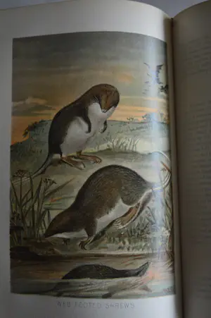 Antiquarisch Boek - The Royal Natural History (6 delen compleet) 1893 kopen? Bied vanaf 175!