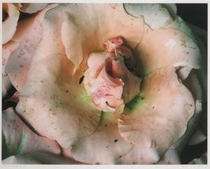 Bert Houweling - Fotoprint, Roos 30 - Ingelijst kopen? Bied vanaf 20!