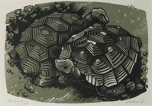 Niet of onleesbaar gesigneerd - Houtsnede, Schildpadden - Ingelijst kopen? Bied vanaf 10!