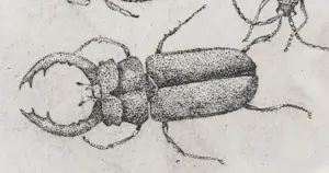 Eugene Peters - Kevers kopen? Bied vanaf 50!