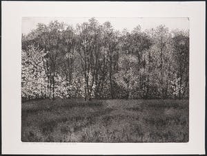 Paulien Wittenrood - Ets, Bos in de herfst kopen? Bied vanaf 70!