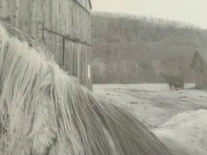 Robb Buitenman - paard voor schuur? kopen? Bied vanaf 10000!