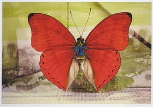 Mark Verdoes - Gicléedruk, Vlinder - Ingelijst kopen? Bied vanaf 1!