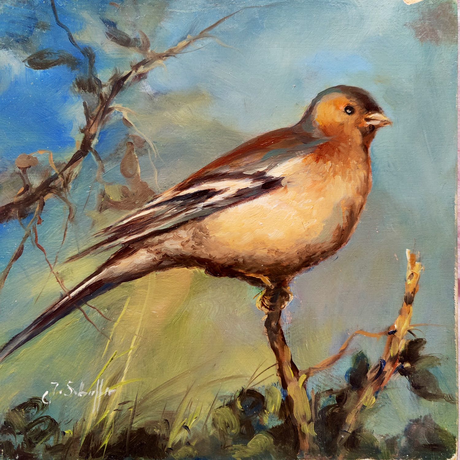 Jan Schaeffer - Vink op tak kopen? Bied vanaf 30!