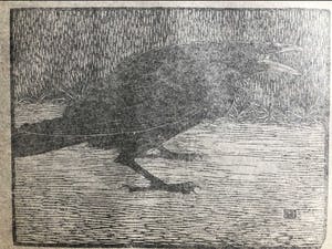 Jan Mankes - Houtsnede Zwarte Kraai - Gesigneerd - 1918 kopen? Bied vanaf 375!