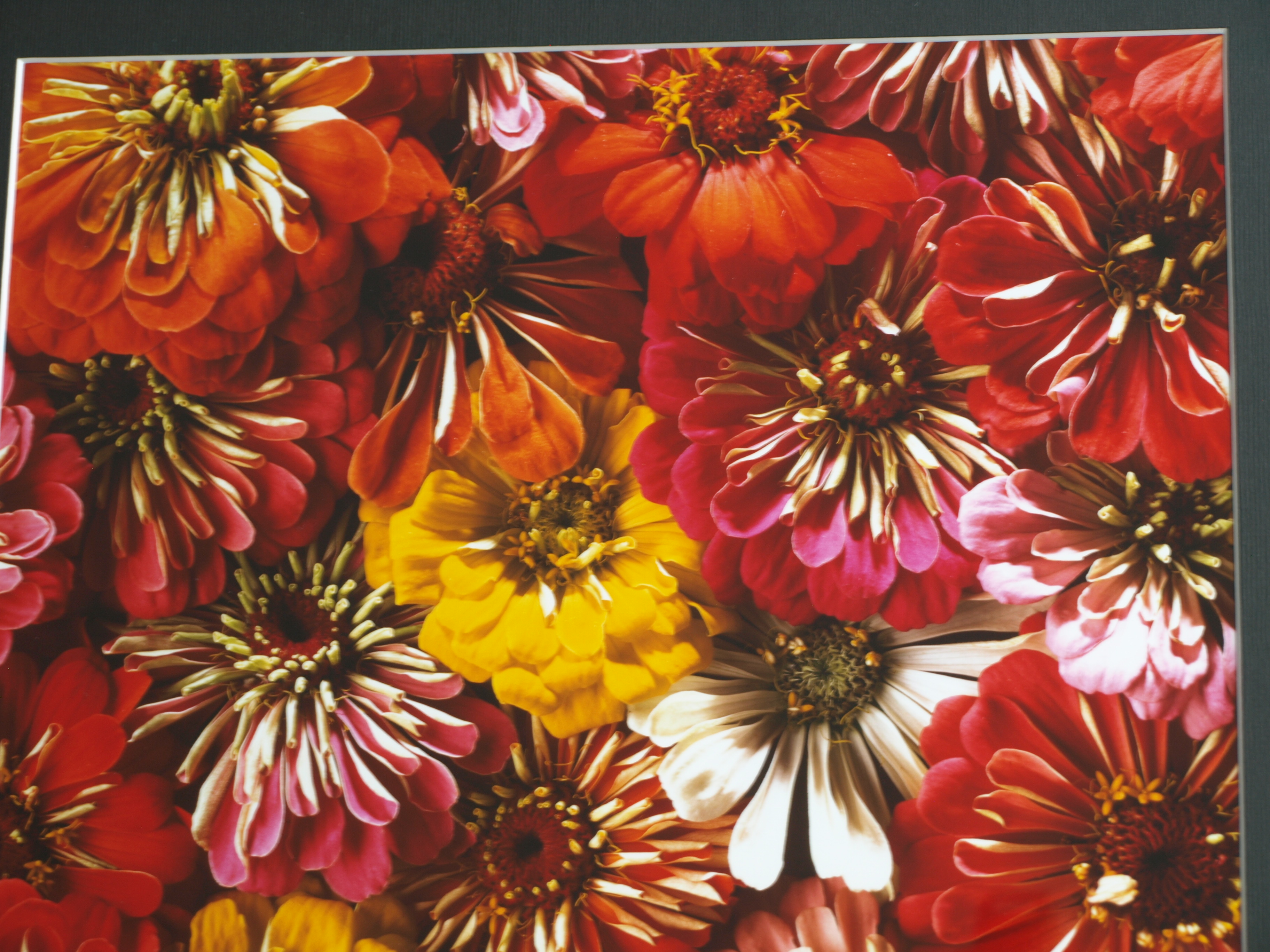 Paul Huf - Foto - Flowers – gesigneerd & ingelijst - 1984  kopen? Bied vanaf 125!