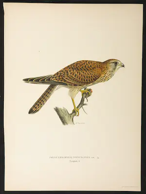 Wilhelm von Wright - Litho, Falco (Cerchneis) Tinnunculus, uit Svenska foglar (...) kopen? Bied vanaf 20!