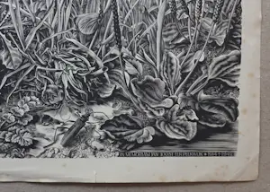 Dirk van Gelder - In memoriam. Natuur. Salamander. kopen? Bied vanaf 49!