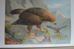 Antiquarisch Boek - The Royal Natural History (6 delen compleet) 1893 kopen? Bied vanaf 175!